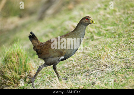 Tasmanischen native Henne, Gallinula Mortierii, Maria Island National Park, Nouvelle, Australien Stockfoto