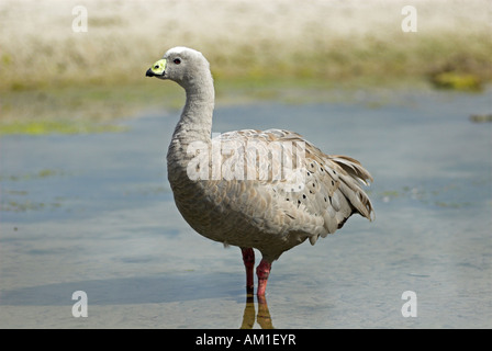 Cape kargen Gans, Cereopsis Novaehollandiae, Maria Island National Park, Tasmanien, Australien Stockfoto