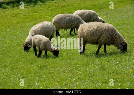 Schafe, Deich, Nordsee, Ostfriesland, Niedersachsen, Deutschland Stockfoto