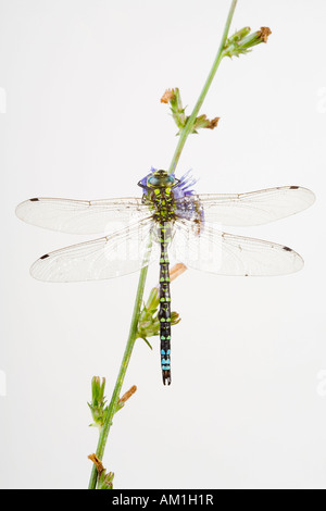Südlichen Hawker (Aeshna Cyanea) Stockfoto