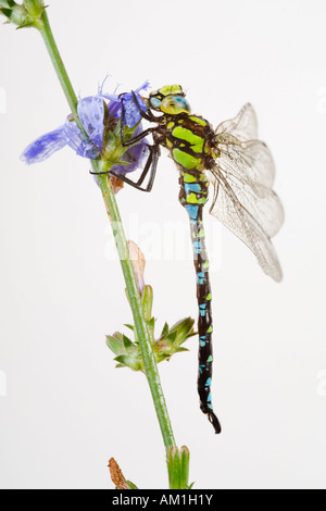 Südlichen Hawker (Aeshna Cyanea) Stockfoto