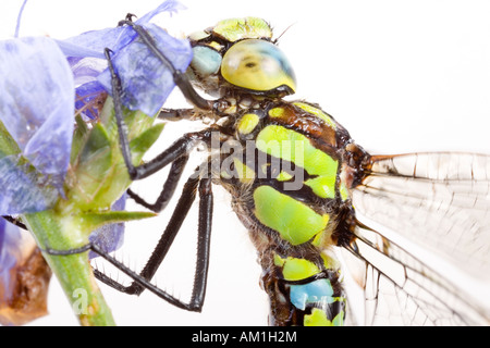 Südlichen Hawker (Aeshna Cyanea) Stockfoto