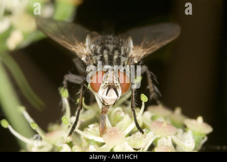 Marmoriertes grau Fleisch Fly (Sarcophaga Carnaria) Stockfoto