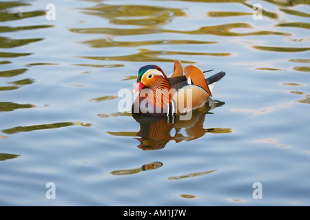 Mandarinente (Aix Galericulata) Stockfoto