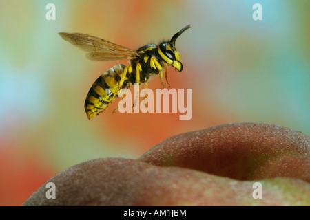 Deutsche Wespe (Vespula Germanica) an einen Pfirsich Stockfoto