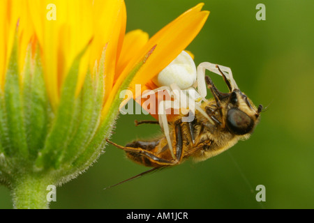 Veraenderliche Krabbenspinne(Misumena vatia) Mit Beute Stockfoto