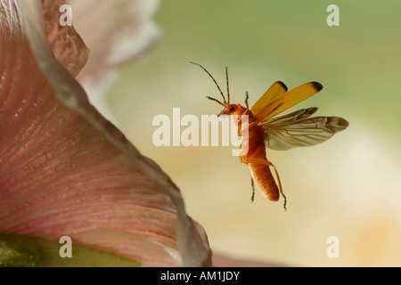 Rote Soldat Käfer (Rhagonycha Fulva) Stockfoto