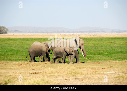 Elefanten-kleine und große Amboseli-Nationalpark Kenia Stockfoto