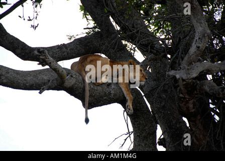 Weibliche Löwen (Panthera Leo) Serengeti-Nationalpark Tansania Stockfoto