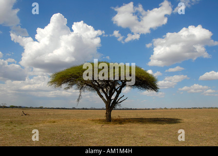 Einsamer Baum Regenschirm Thorn Akazie (Acacia Tortilis) Serengeti Nationalpark, Tansania Stockfoto