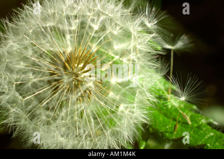 Löwenzahn, Taraxacum Officinale, Samen Stockfoto