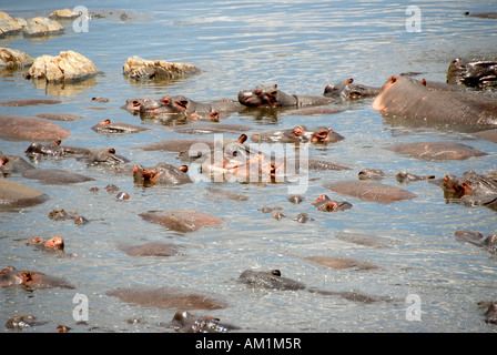 Viele Flusspferde (Hippopotamus Amphibius) liegen faul im Wasser Hippo Pool Serengeti Nationalpark, Tansania Stockfoto