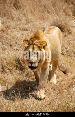 Löwe (Panthera Leo) im trockenen Rasen Ngorongoro Krater Tansania Stockfoto