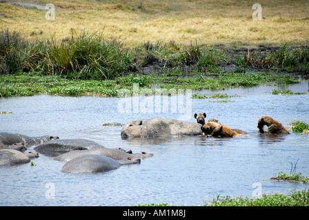 Tüpfelhyänen (Crocuta Crocuta) ernähren sich von Toten Flusspferd (Hippopotamus Amphibius) im Wasser Ngorongoro Krater Tansania Stockfoto