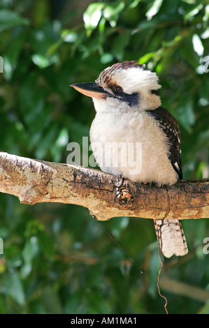 Lachende Kookaburra Dacelo novaeguineae Stockfoto