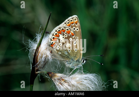 Gemeiner blauer weiblicher schottischer Schmetterling auf Baumwollgras, Cairngorms National Park, Schottland, Großbritannien Stockfoto