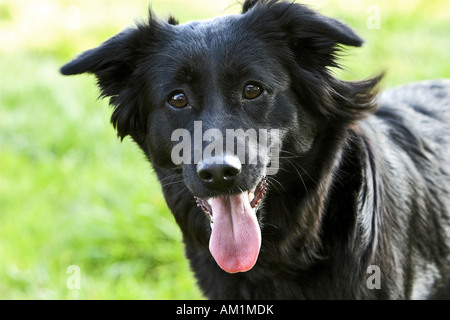 Neugierige Labrador (Retriever) Stockfoto