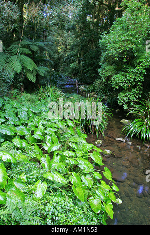 Brindle Creek Regen Wald in Border Ranges National Park Stockfoto