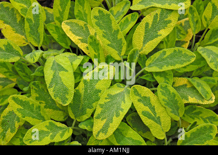 Gemeinsamen Salbei (Salvia Officinalis), Blätter Stockfoto