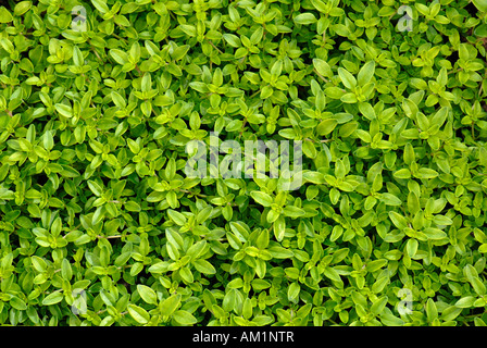 Zitronenthymian (Thymus X citriodorus) von oben gesehen Stockfoto