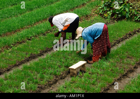 Zwei Frauen, die Arbeiten auf einer Fieldt, Mauritius Stockfoto