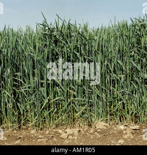 Unreife Weizenernte im Ohr Triticum aestivum Stockfoto