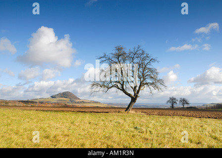 Vulkanische Gesteine im Bereich Hegau - der Hohenhewen und einen alten Obstbaum im Vordergrund - Baden Württemberg, Deutschland, Europa. Stockfoto