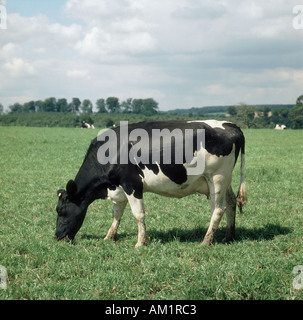 Holstein-Friesian Kuh Weiden auf gute Weide Berkshire Stockfoto