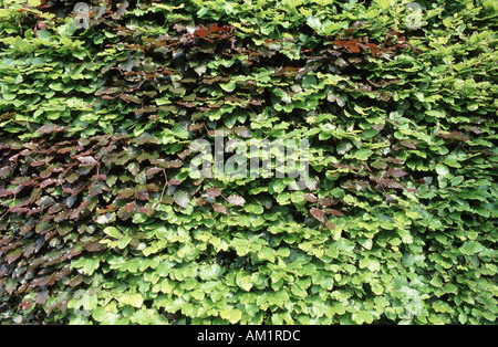 Buche-Hecke mit grünen Kupfer verlässt Fagus sylvatica Stockfoto