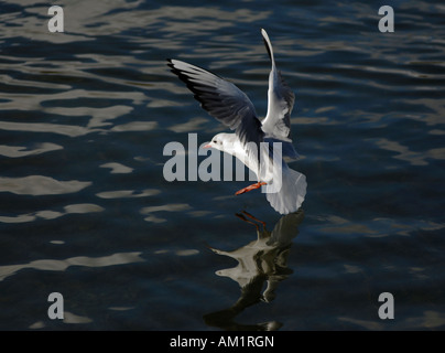 Gemeinsamen Möwe (Larus Canus) Landung im Wasser, verzerrten Reflexion Stockfoto