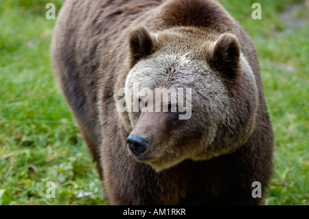 Braunbär (Ursus Arctos) Stockfoto