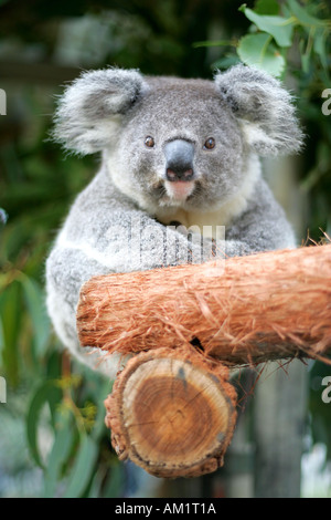 Koala Krankenhaus Port Macquarie Stockfoto