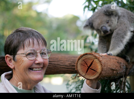 Koala Krankenhaus Port Macquarie Stockfoto