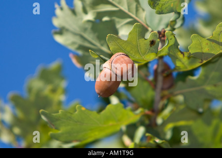 Eicheln und Eichenlaub am Baum (Quercus Robur) Stockfoto