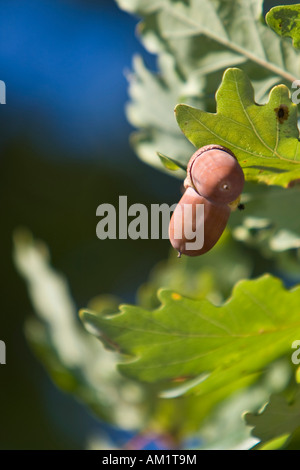 Eicheln und Eichenlaub am Baum (Quercus Robur) Stockfoto