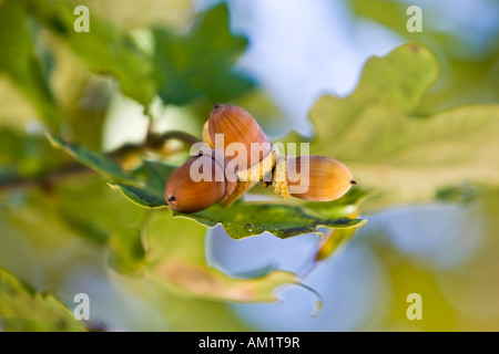 Eicheln und Eichenlaub am Baum (Quercus Robur) Stockfoto