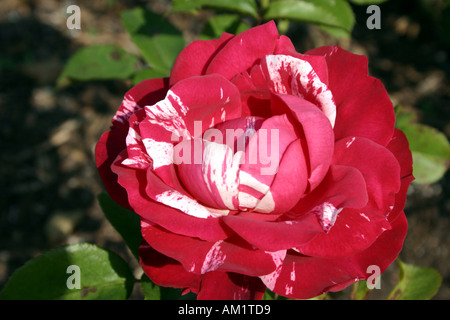 weiße gestreifte rote rose Stockfoto