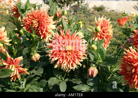 Gruppe von orange gelbe Spitzen Kaktus-Dahlien Herbst Sunburst bei Buga in München Stockfoto