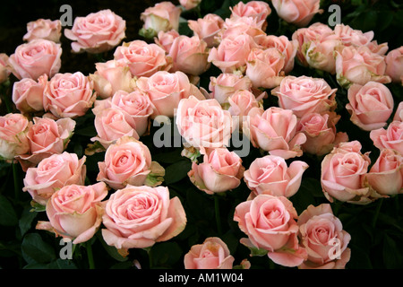 Cluster von rosa Rosen hautnah Stockfoto