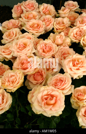 Cluster von Lachs farbige Rosen hautnah Stockfoto