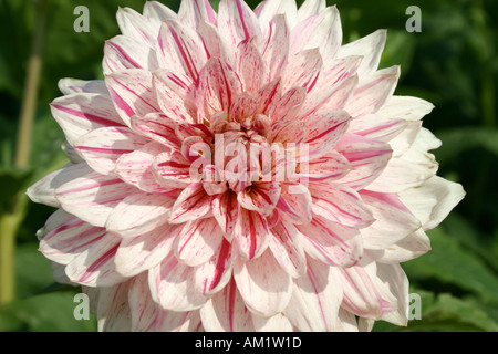 Dahlia Hybriden Semi Kaktus Micks Pfefferminze bei Buga in München Stockfoto