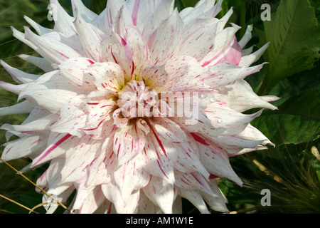 Dahlia Hybriden Semi Kaktus Micks Pfefferminze mit Tau fällt bei Buga in München Stockfoto