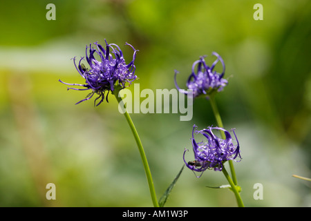 Rundköpfigen Rapunzeln, Phyteuma orbiculare Stockfoto