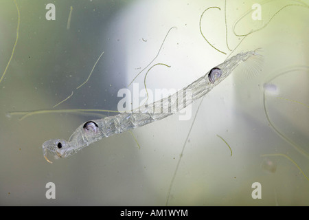 Larve des Phantom Mücke, Chaoborus Crystallinus (Corethra Plumicornis), Chaoboridae Stockfoto