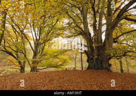 Carstramon Wood im Herbst, in der Nähe von Gatehouse of Fleet, Dumfries and Galloway, Schottland Stockfoto