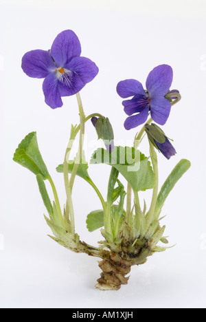 Süße Veilchen (Viola Odorata) blühende Pflanze, Studio Bild Stockfoto