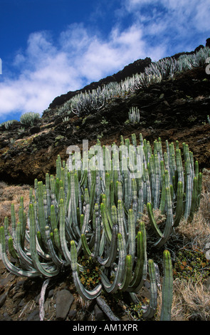 Anaga-Gebirge, Teneriffa, Kanarische Inseln, Spanien Stockfoto