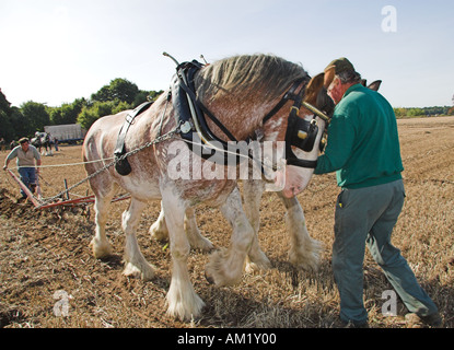 Führung der Pferde-Bauer, die Führung von Pferden beim Pflügen. Stockfoto