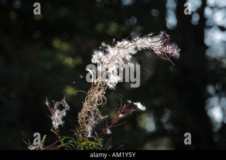 Weidenröschen, Rosebay Weidenröschen (Epilobium Angustifolium), Rhön, Franken, Bayern, Deutschland Stockfoto