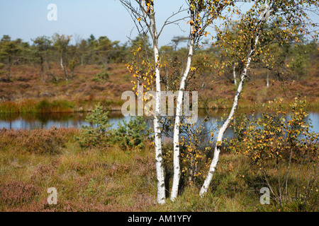 Schwarzes Moor, Rhön, Franken, Deutschland Stockfoto